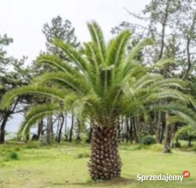 DAKTYLOWIEC KANARYJSKI Phoenix canariensis Lubanie