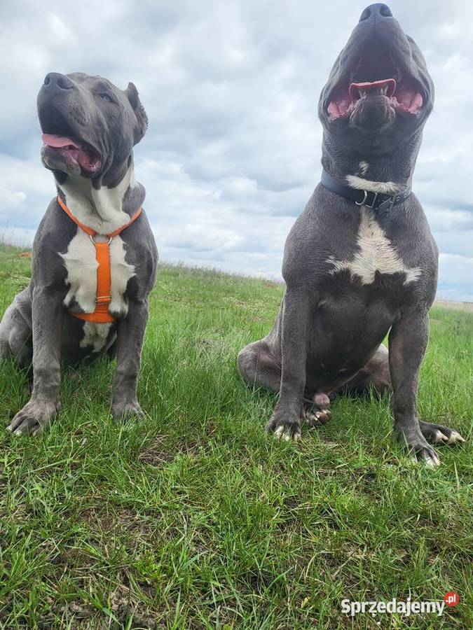 Szczeniaki American Bully XXL szukają domu