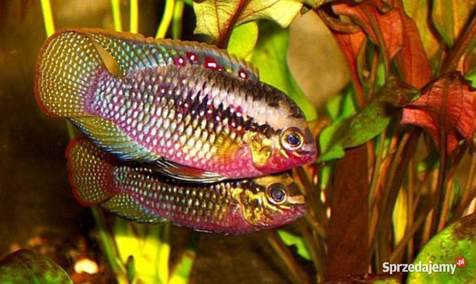 Akara wiśniowa Akarka Korumba Laetacara Gdańsk sprzedam