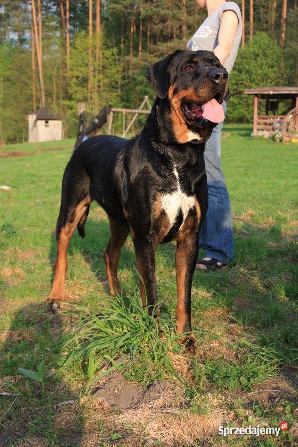 szczenięta Tosa Inu Psy