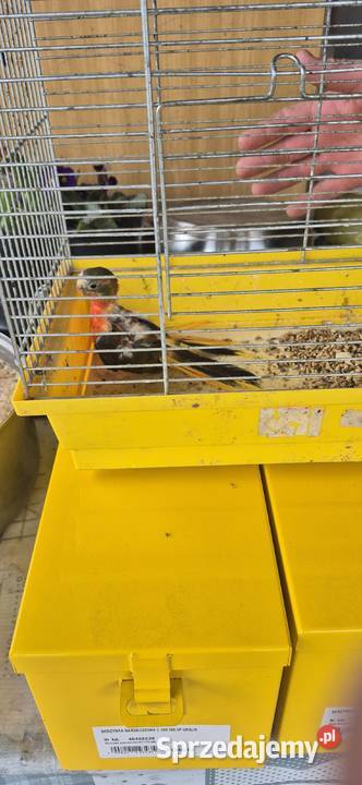 Sprzedam zamienie Biała Podlaska