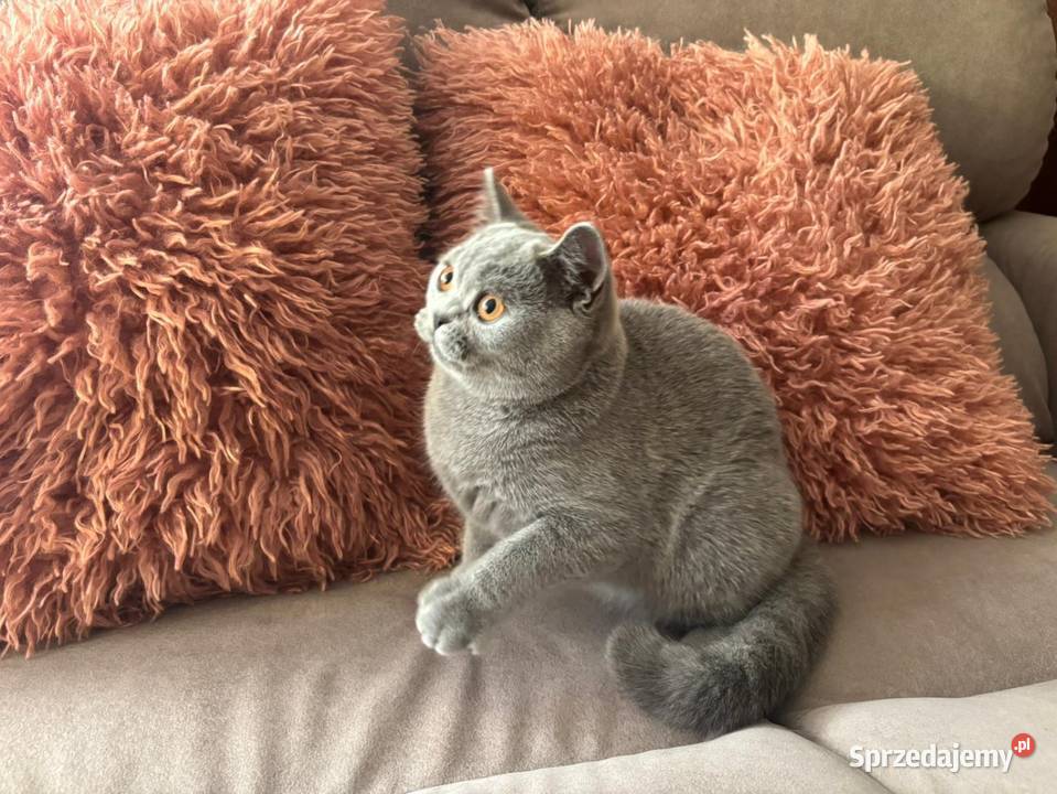 Kocięta brytyjskie z rodowodem FPL Brytyjski Kraków