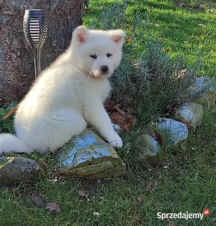 Akita Inu Japońska śliczne szczeniaki podkarpackie Rzeszów