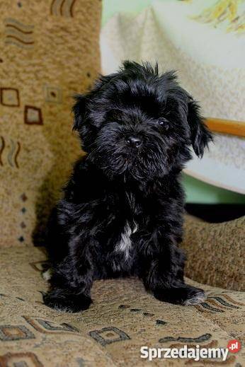 Hawańczyk szczenie Lipno