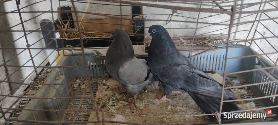 Sprzedam gołębie Mikołajewskie