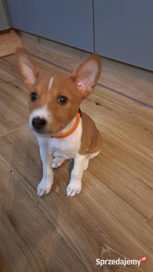 Basenji szczenię Słupsk