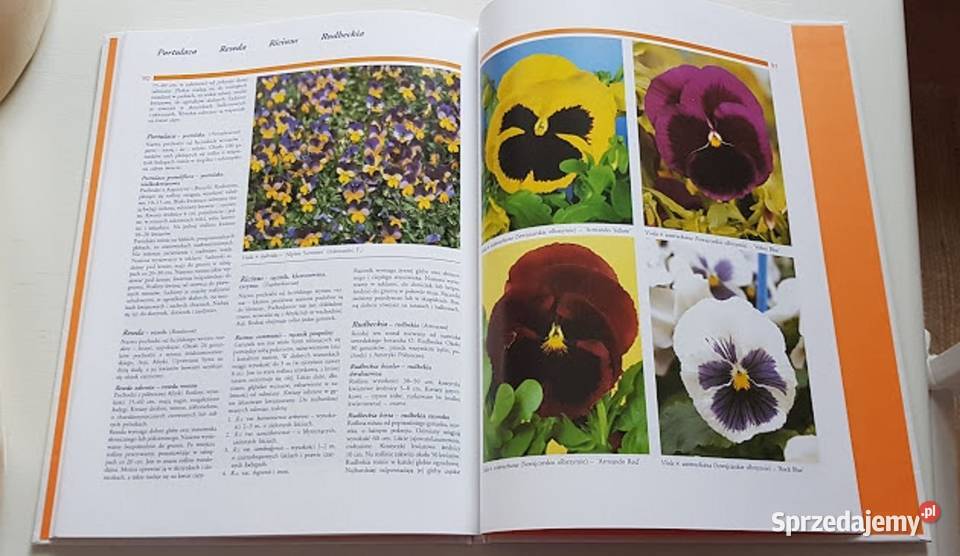 Leksykon kwiatów letnich Igor Drobny Zdenek przyroda, krajobrazy