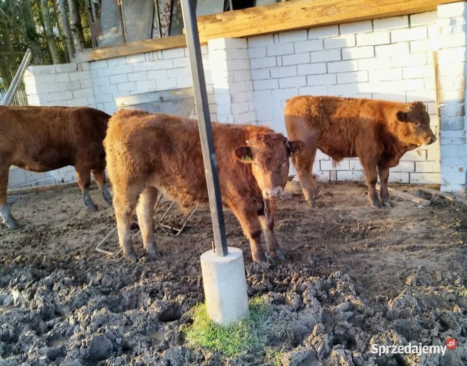 Odsadki mięsne matek byczki jałówki Orneta