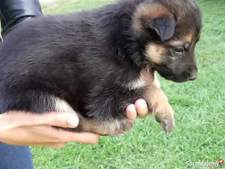 Owczarek niemiecki podkarpackie Niebylec