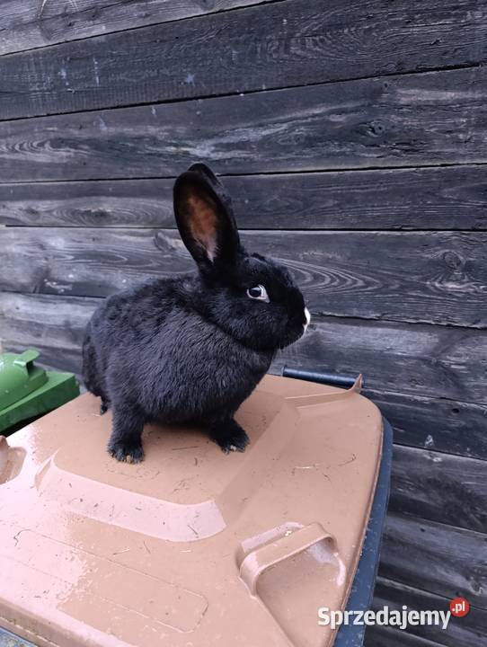 Królik króliki srokacz niebieski wiedeński Słupca