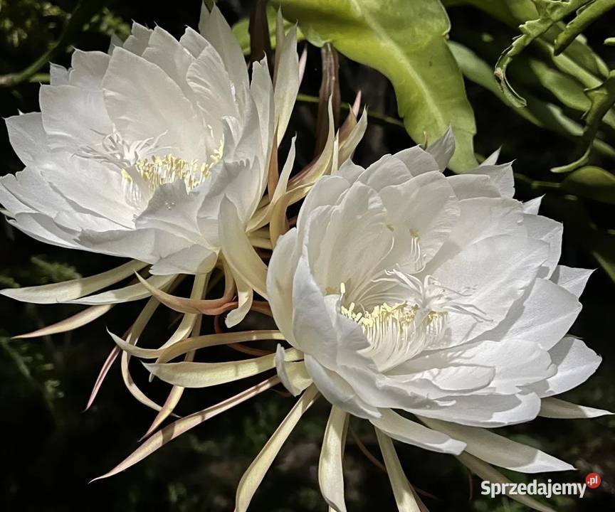 Epifilium Epiphyllum biały kwiat Królowa jednej Skierniewice sprzedam