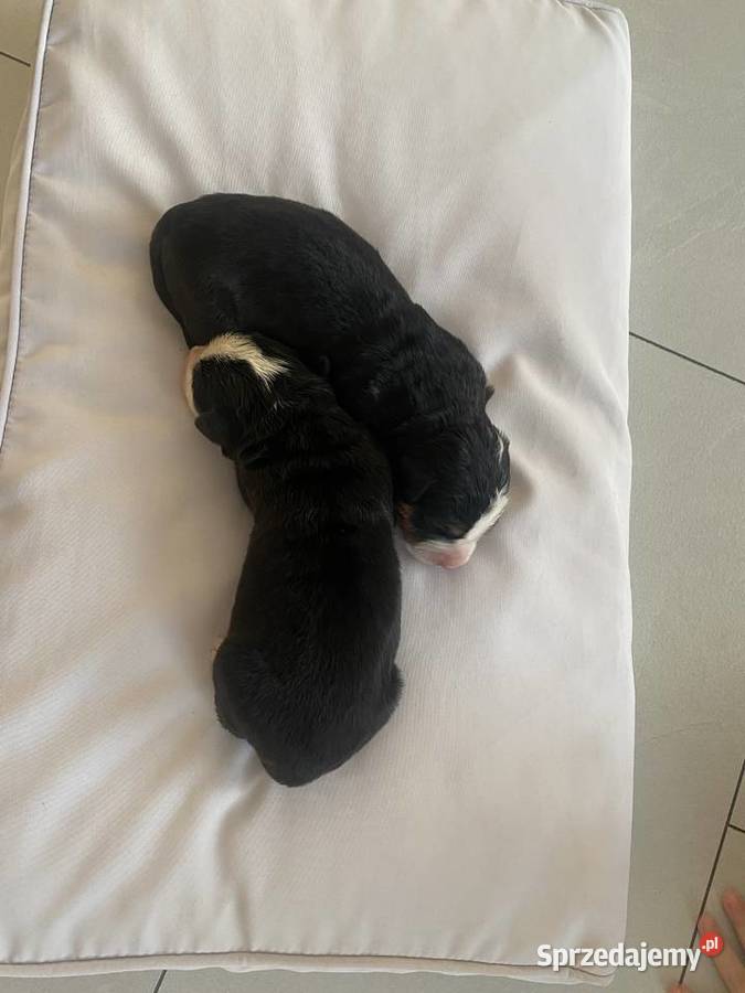 Mam do sprzedanie piękne pieskie Berneńskie Łukowa