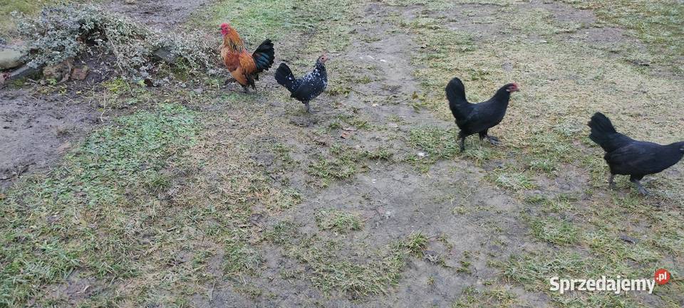 Kury karzełki liliputki Tokarówka