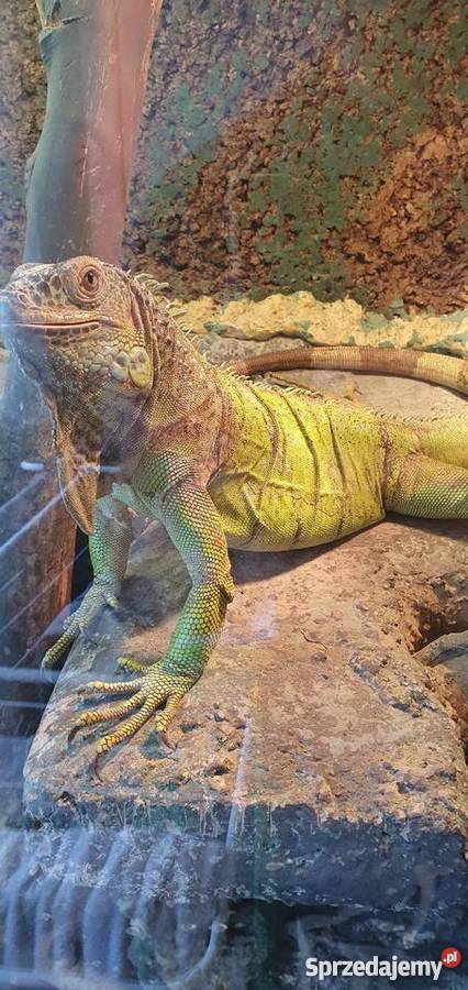 Legwan Zielony terrarium