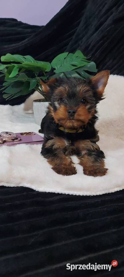 Malutka sunia yorkshire terrier dolnośląskie Brzeg Dolny