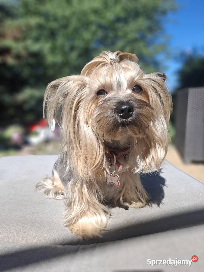 Yorkshire Terrier piesek lubelskie Lublin