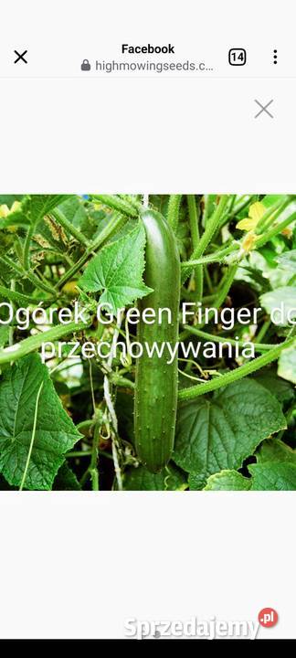 Ogórek wężowy Ogórki rosyjskie szklarniowe