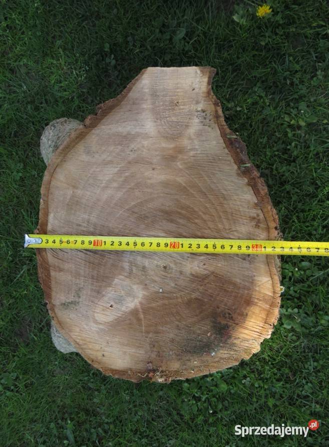 Pień orzecha włoskiego średnica 37 Wieliczka