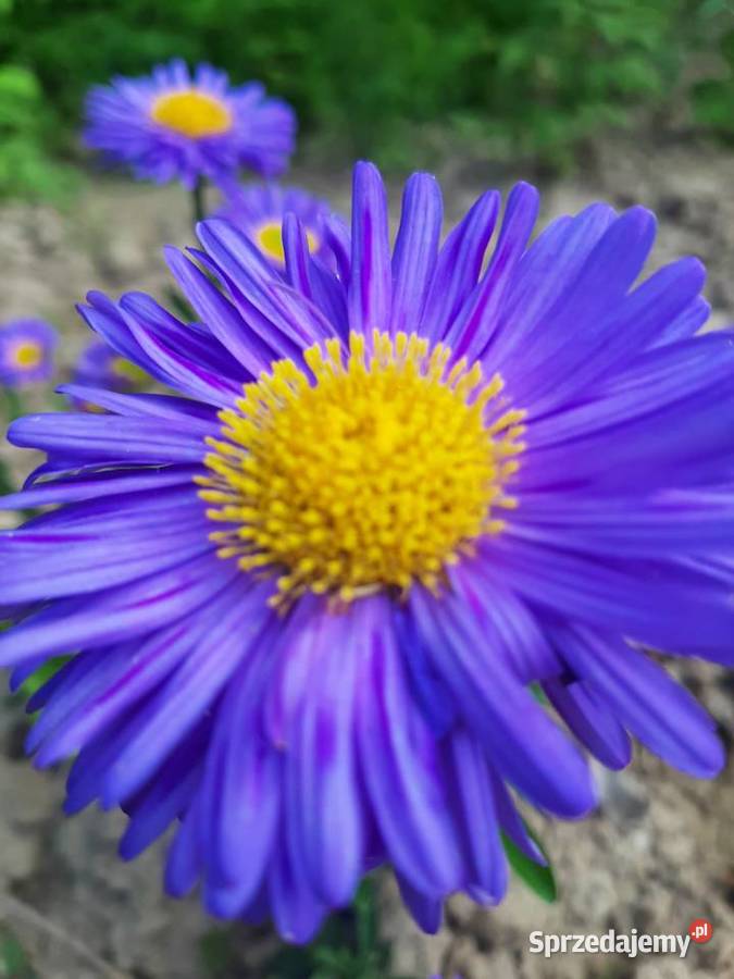 Aster Marcinek fioletowy niski wieloletni Lublin