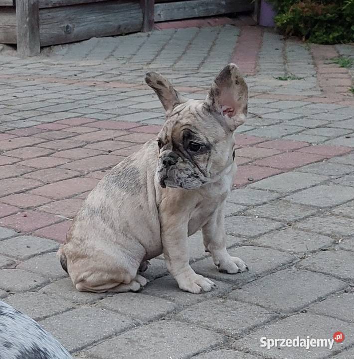 Buldog Francuski szczeniaki mazowieckie Mogielnica