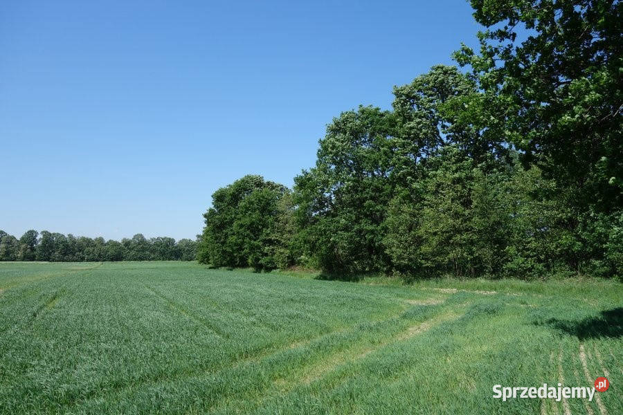 Skoczów Ochaby 57ar rolna pod lasem z pięknym sprzedam