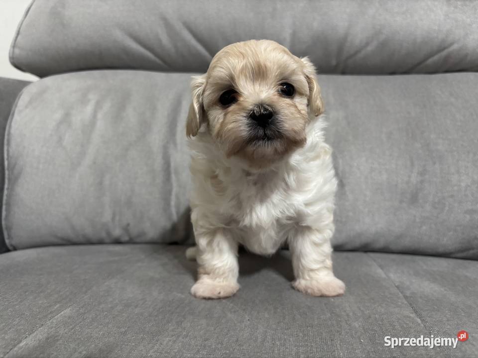 Maltipoo Suczka Zawiercie