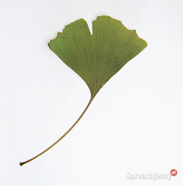 Zielnik 30 liści Drzewa i Krzewy PROFESJONALNIE Lublin