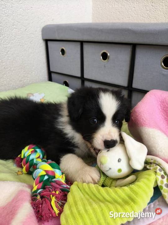 Szczeniak Border Collie ZKwP FCI opolskie
