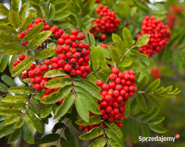 JARZĄB POSPOLITY Sorbus aucuparia NASIONA 5000 sprzedam