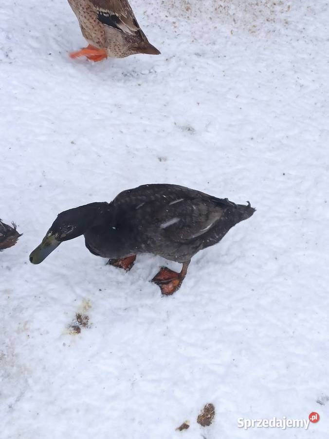 Kaczki biegusy biegusy indyjskie