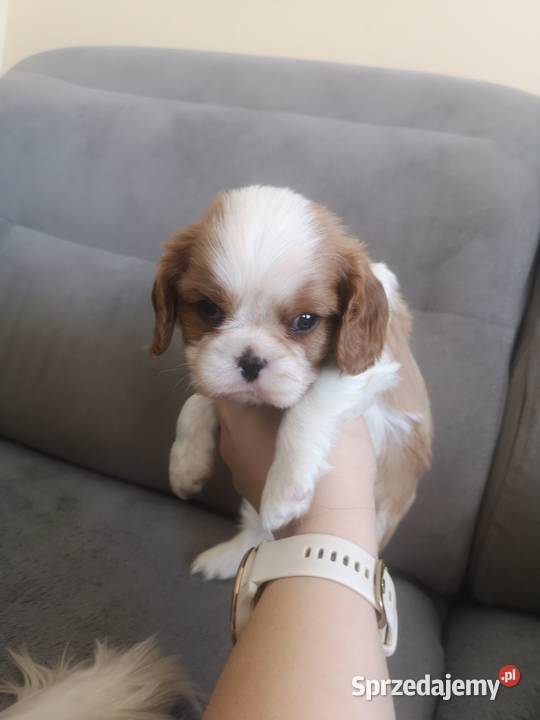 Piesek Cavalier King Charles Spaniel