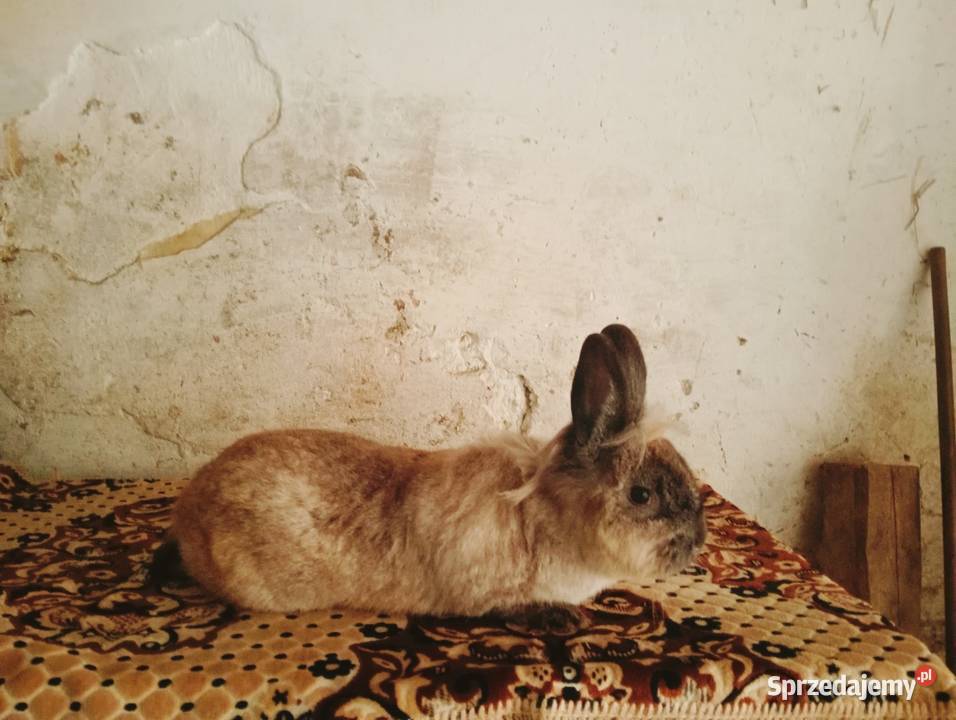 Samiec Miniaturka Króliki podkarpackie Obarzym