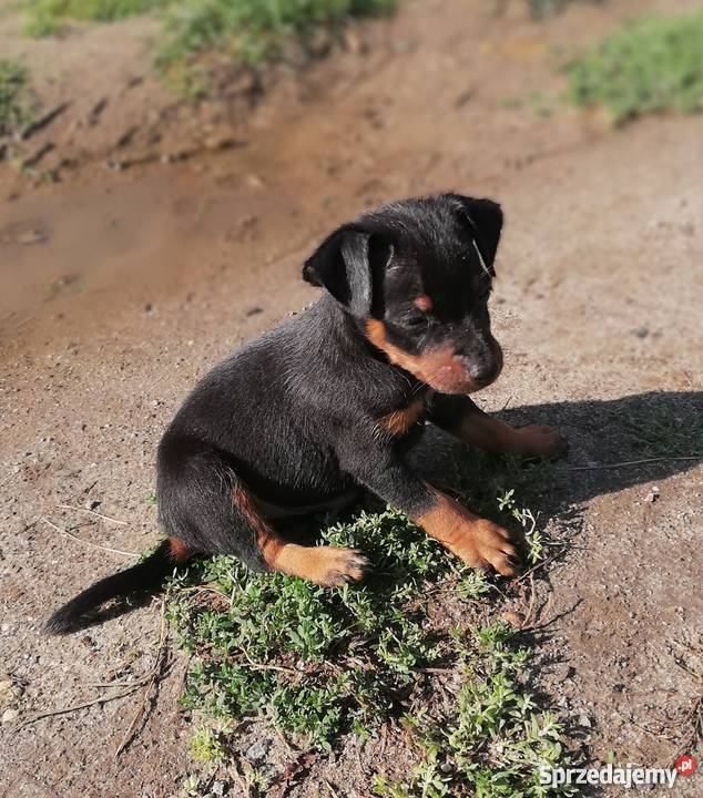 pinczer miniaturowy czarny Kamień Pomorski