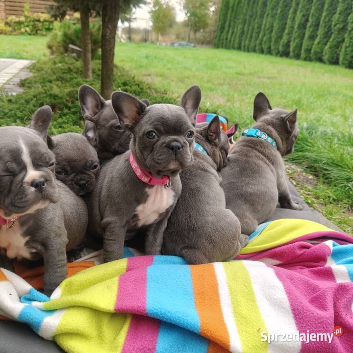 Piesek suczka Buldog francuski niebieski BLUE Padew Narodowa