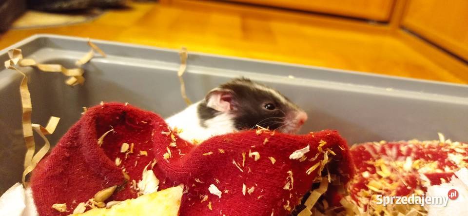 Chomiczek syryjski samiczka