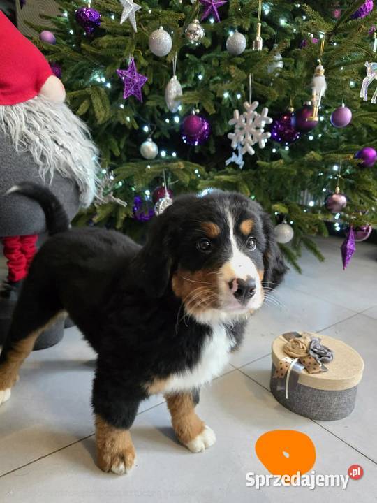 Berneńczyk czyli Berneński Pies Pasterski Lublin sprzedam