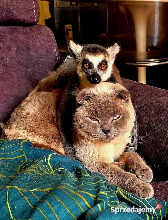 Sprzedam młode Lemury Katta Lemur catta oswojone Żory