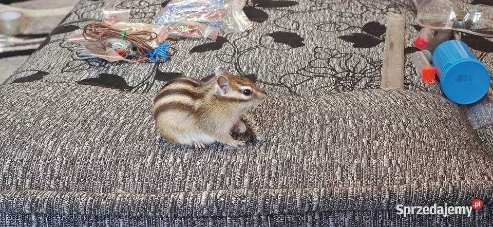 Wiewiórka Burunduk Syberyjski Samiec