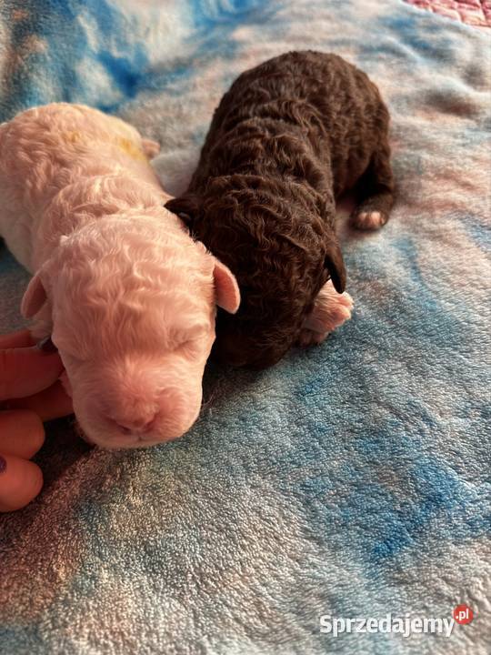 Lagotto Romagnolo ZKwP FCI Żyrardów