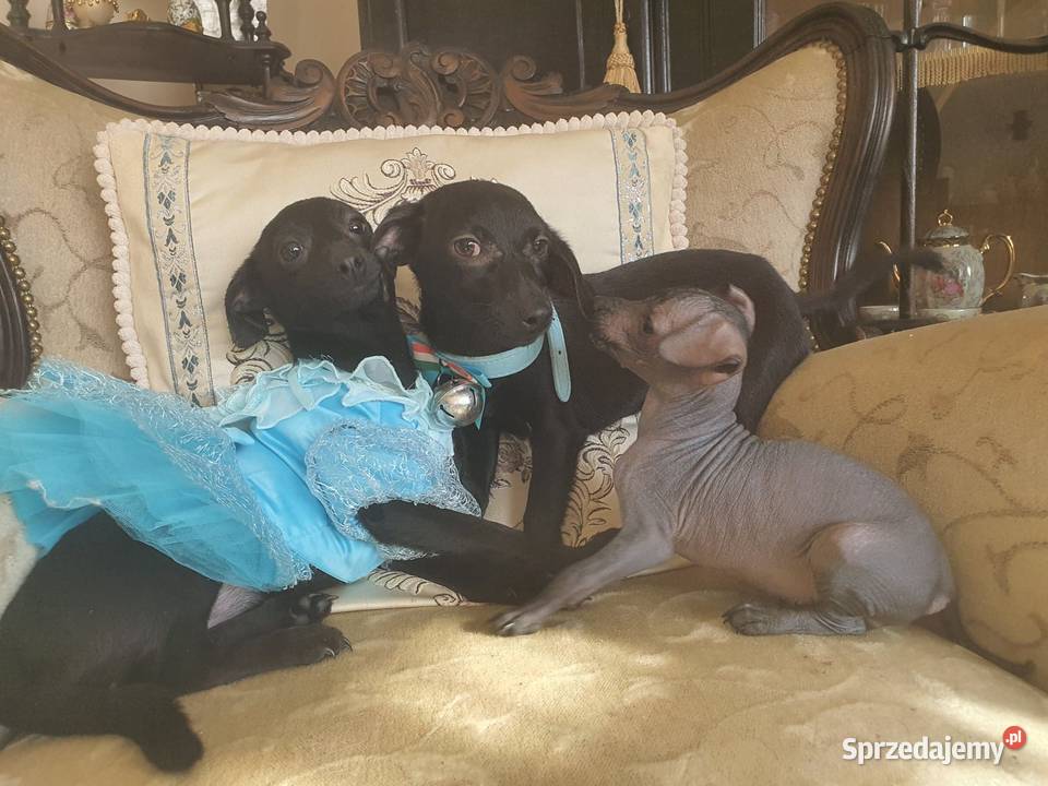 Pinczer Xolo Meksykańczyk Adopcja Radomsko sprzedam