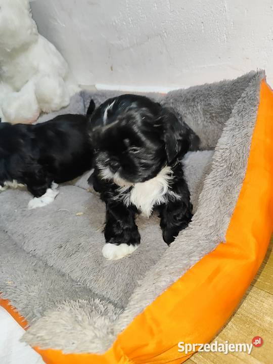 Shih tzu Zyck Polski