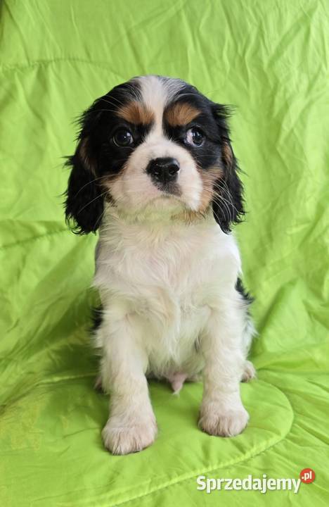 Cavalier King Charles Spaniel piesek
