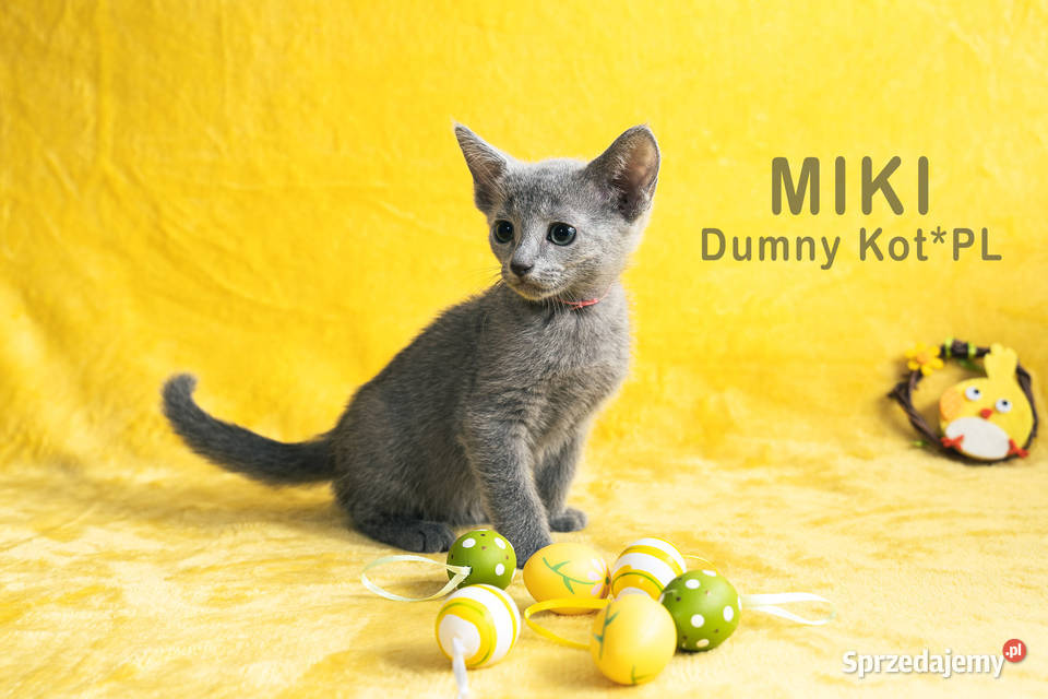 Kocięta Rosyjskie Niebieskie Toruń