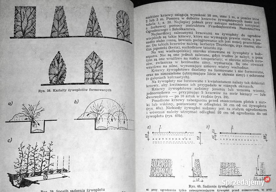 Wiejski ogród przydomowy Henryk Plessner sprzedam