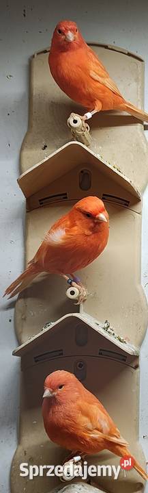 Kanarek kanarki samce czerwone Ptaki wielkopolskie Kępno sprzedam