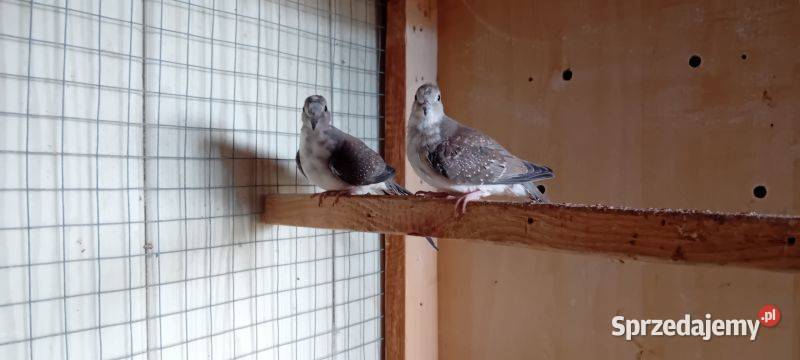 Gołąbki diamentowe szeki 2025 Pruchna