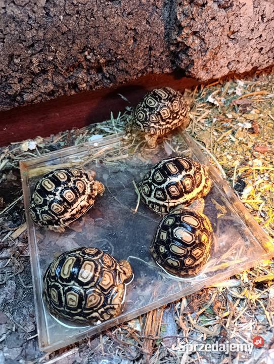 żółw lamparci sprzedam Pszczyna sprzedam