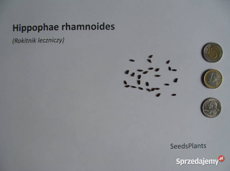 ROKITNIK LECZNICZY Hippophae rhamnoides NASIONA Lubanie