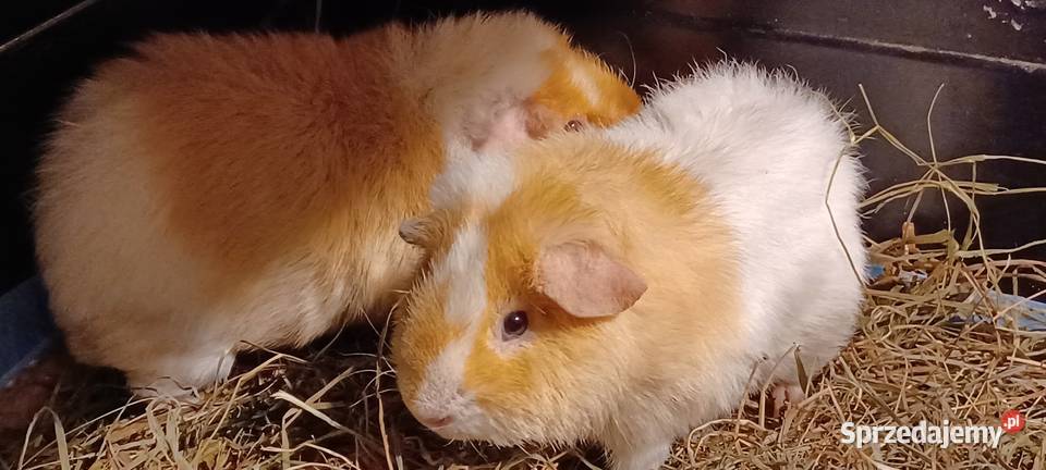 TEDDY DWIE ŚWINKI MORSKIE SAMCZYKI 55MIESIECZNE Gryzonie