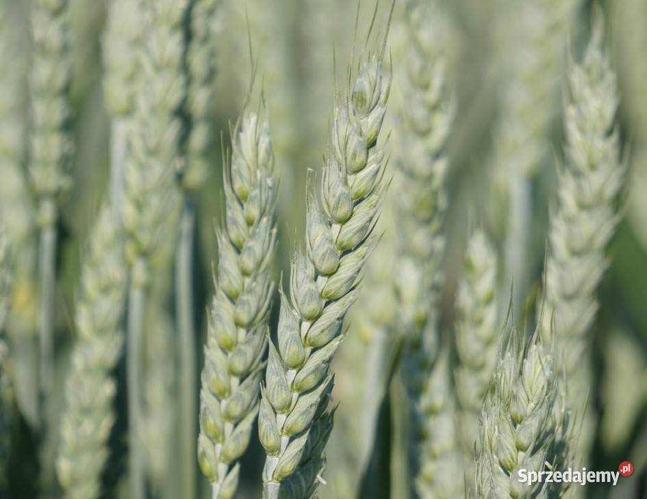 Pszenica jara Harenda Tybalt MHR Jutrzenka KWS Gniezno